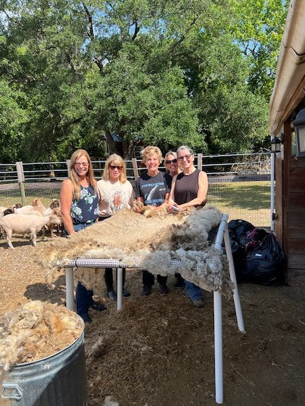 Shearing Day April 2025